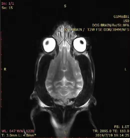 V0030    1.5T Küçük Hayvanlar İçin MRI Tarayıcı